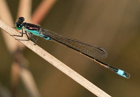 Ischnura senegalensis